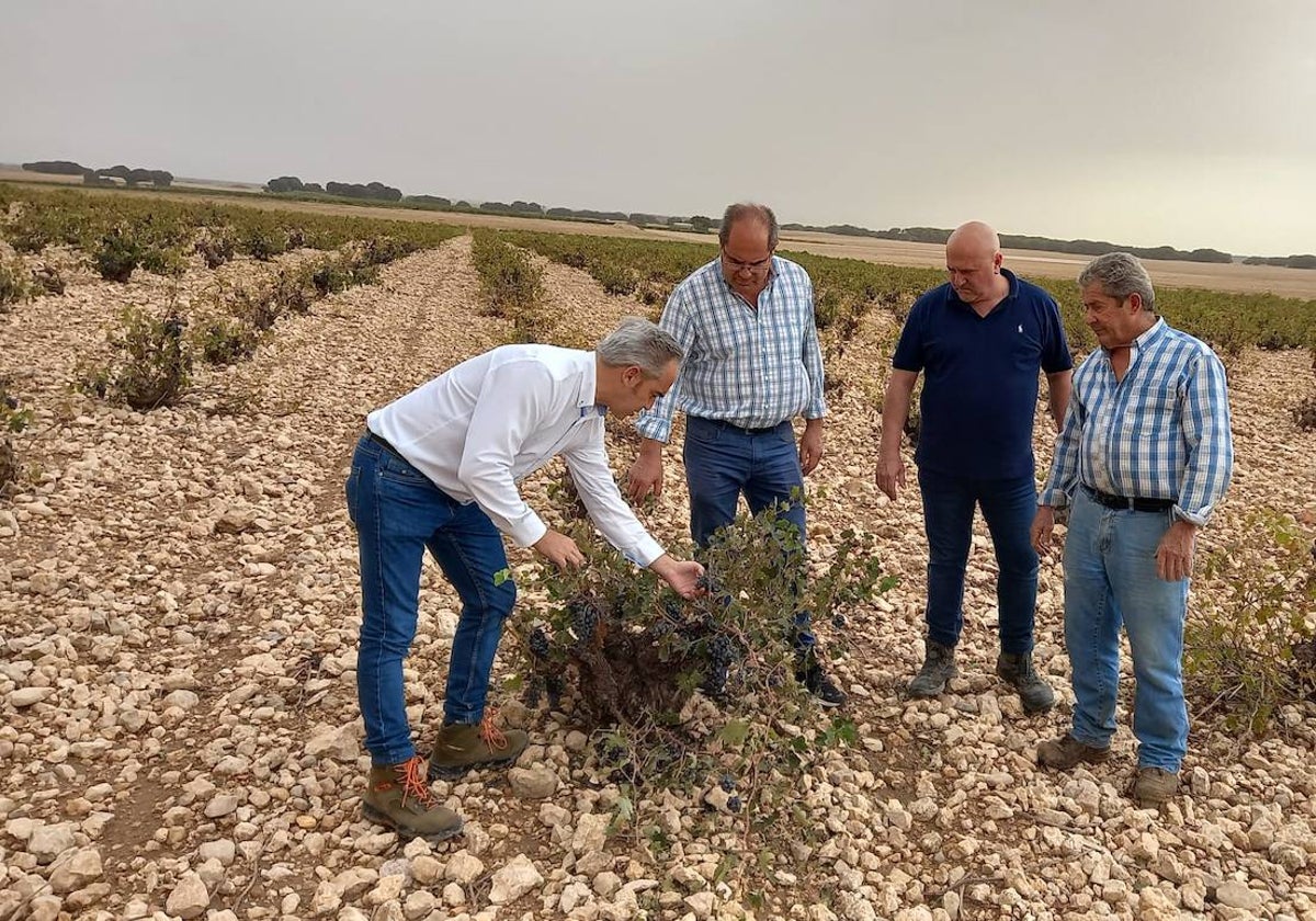 El consejero observa los daños en el viñedo en San Clemente