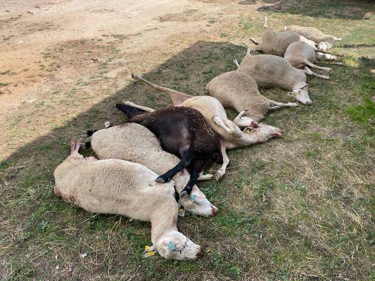 Ataque de lobo en una finca de La Tuda, en la provincia de Zamora