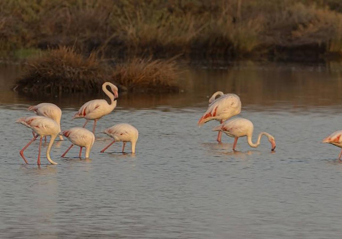 Flamencos en la finca 'Veta la Palma'
