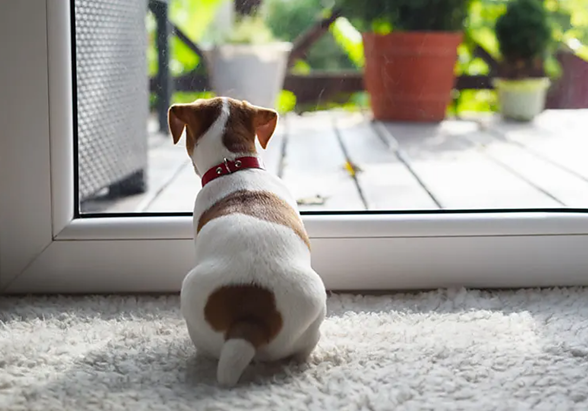 Imagen de archivo de un perro solo en casa