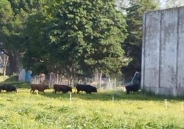 Diez toros se 'fugan' de un matadero y obligan a la Guardia Civil a montar un dispositivo de búsqueda