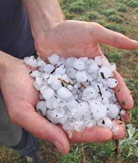 Imagen secundaria 2 - Una montaña de tomates arruinados por el granizo que, este lunes, arrasó con varias huertas en la localidad de Lozoya;  En las imágenes, el agricultor Jorge López muestra los destrozos y bolas congeladas en su finca ecológica, Ecos del Lozoya.