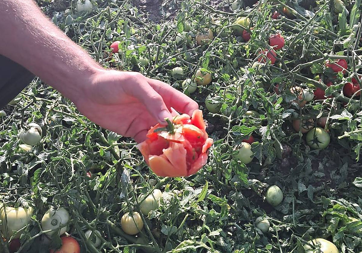 Un tomate agujereado por el granizo, este lunes, en una huerta de Lozoya