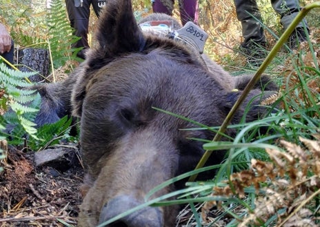 Imagen secundaria 1 - Salvan la vida a un oso pardo que tenía la cabeza atrapada en un bidón de plástico en Anllares del Sil (León)