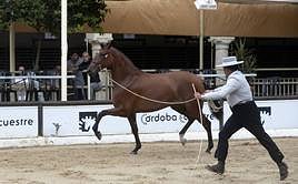 Feria del Caballo de Córdoba 2023: cuándo es, fecha, días, horarios y programación