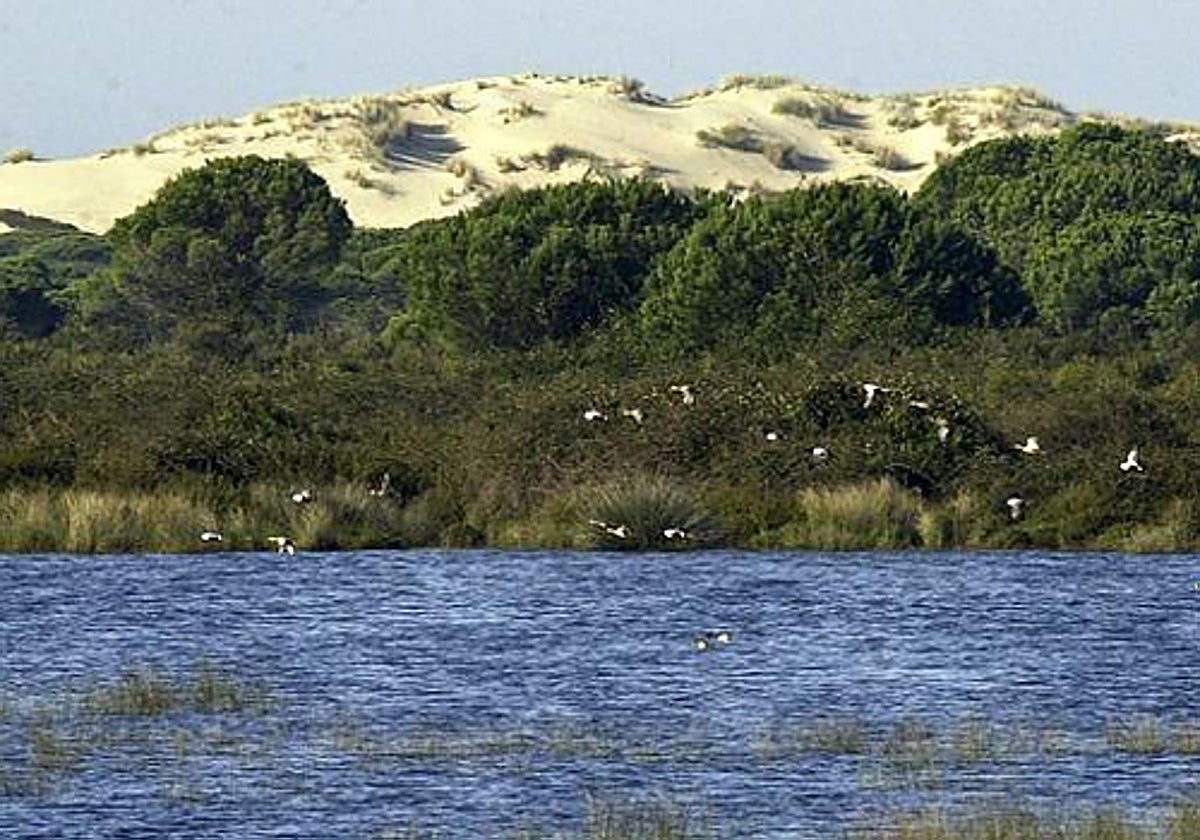 Imagen del parque de Doñana