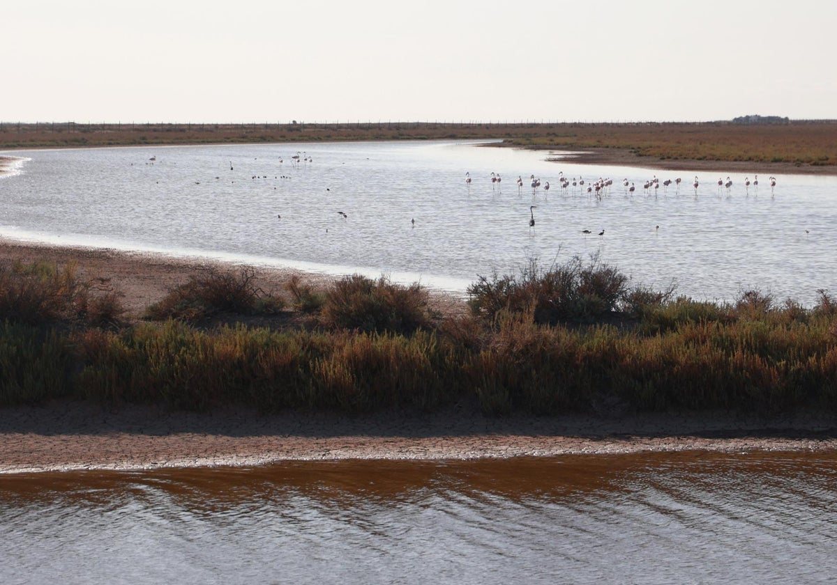 Imagen parcial de la finca Veta La Palma, en Doñana