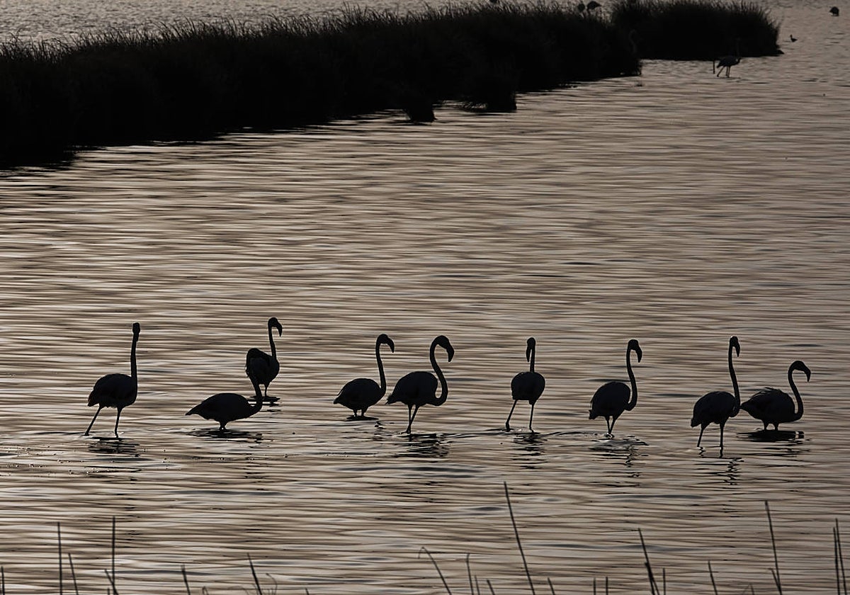 Flamencos en los humedales de la finca 'Veta la Palma'