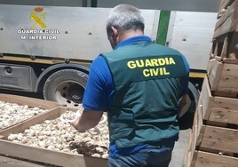 Investigan a tres personas en la Mancha conquense por apropiarse de simiente de ajo valorada en más de 100.000 euros