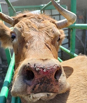Imagen secundaria 2 - Los animales afectados por la EHE, incluidos los terneros al nacer, presentan múltiples síntomas como ojos rojos o llagas en la boca