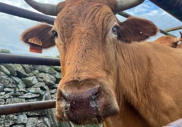 Desinsectar y comunicar los casos, el protocolo en Castilla y León ante la EHE a falta de directriz nacional