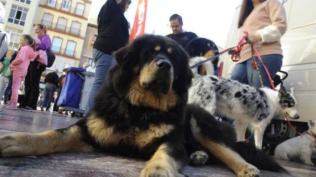 Málaga es la provincia andaluza con mayor número de mascotas según el Colegio Oficial de Veterinarios
