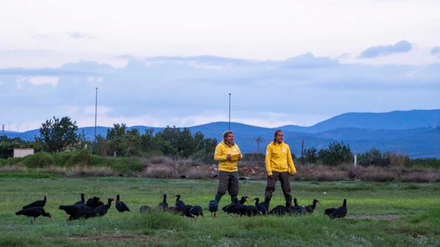 Personal trabajando en el proyecto de recuperación de estas aves, junto con los ejemplares.