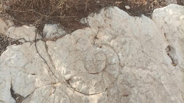 Un ammonite como el que habrían expoliado en la zona