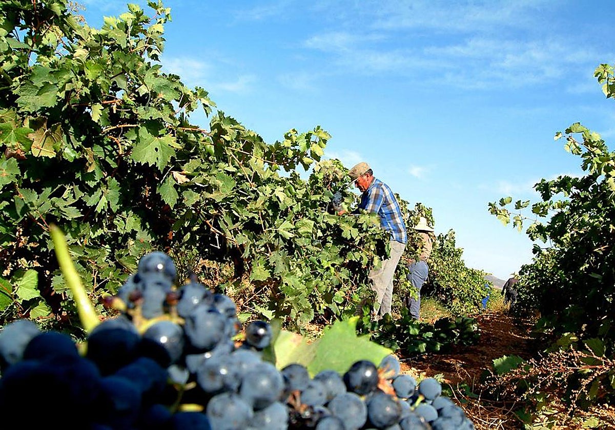 La vendimia baja a 18 millones de hectolitros en Castilla-La Mancha, aunque se prevé «una buena añada»