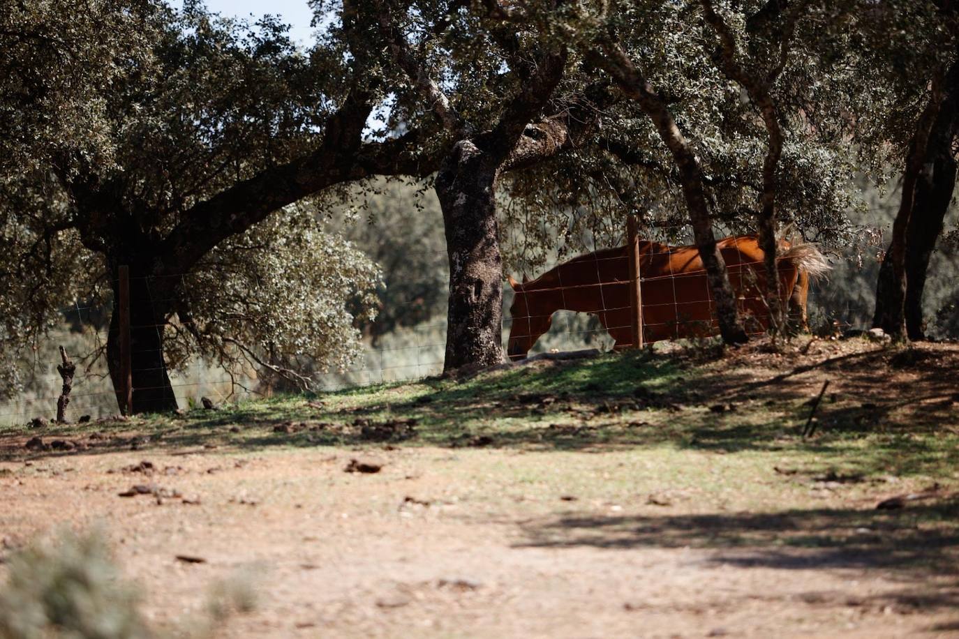 Las lujosas suites del glamping de lujo en Adamuz, en imágenes