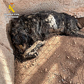 Investigan por maltrato animal a un hombre que tenía perros muertos y momificados en Fuerteventura