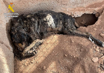 Investigan por maltrato animal a un hombre que tenía perros muertos y momificados en Fuerteventura