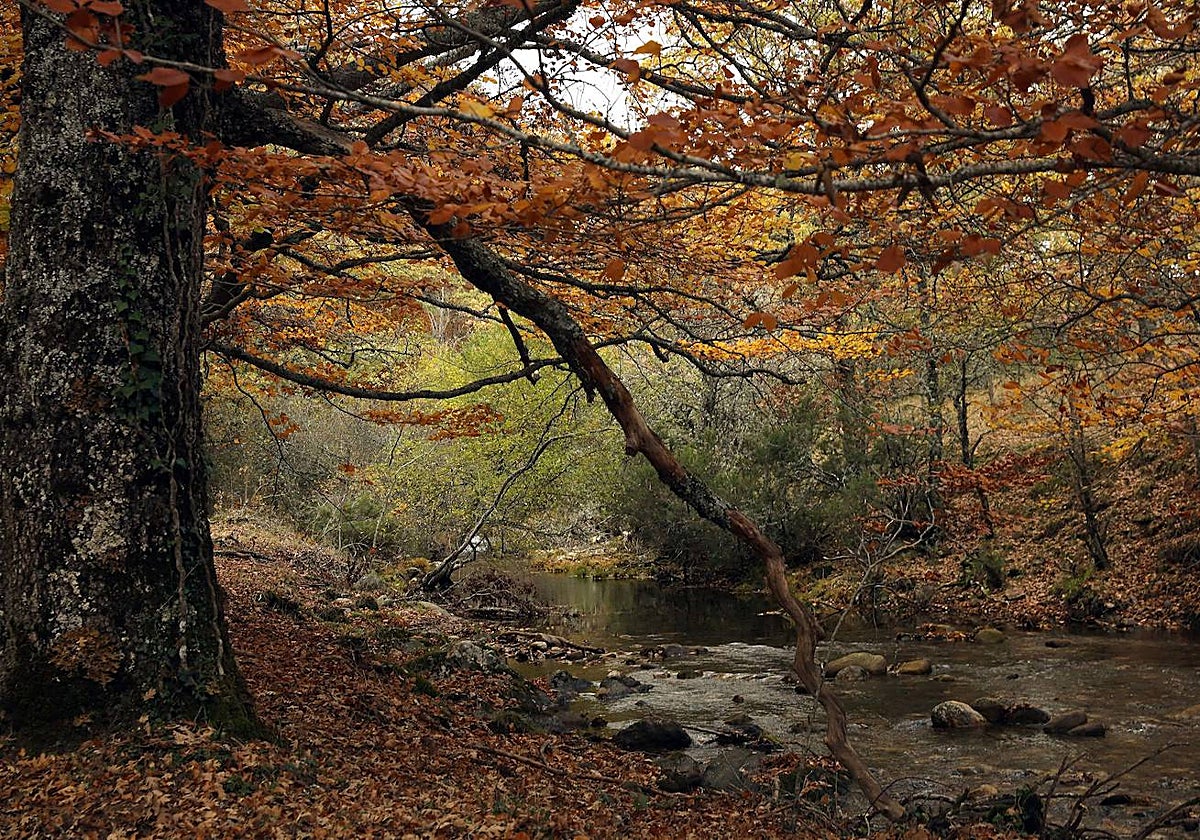 Perspectiva otoñal del Hayedo de Montejo