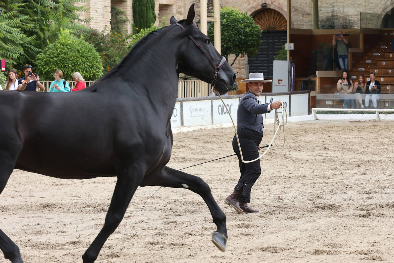 Fotos: El Concurso Morfológico de Cabalcor en Córdoba