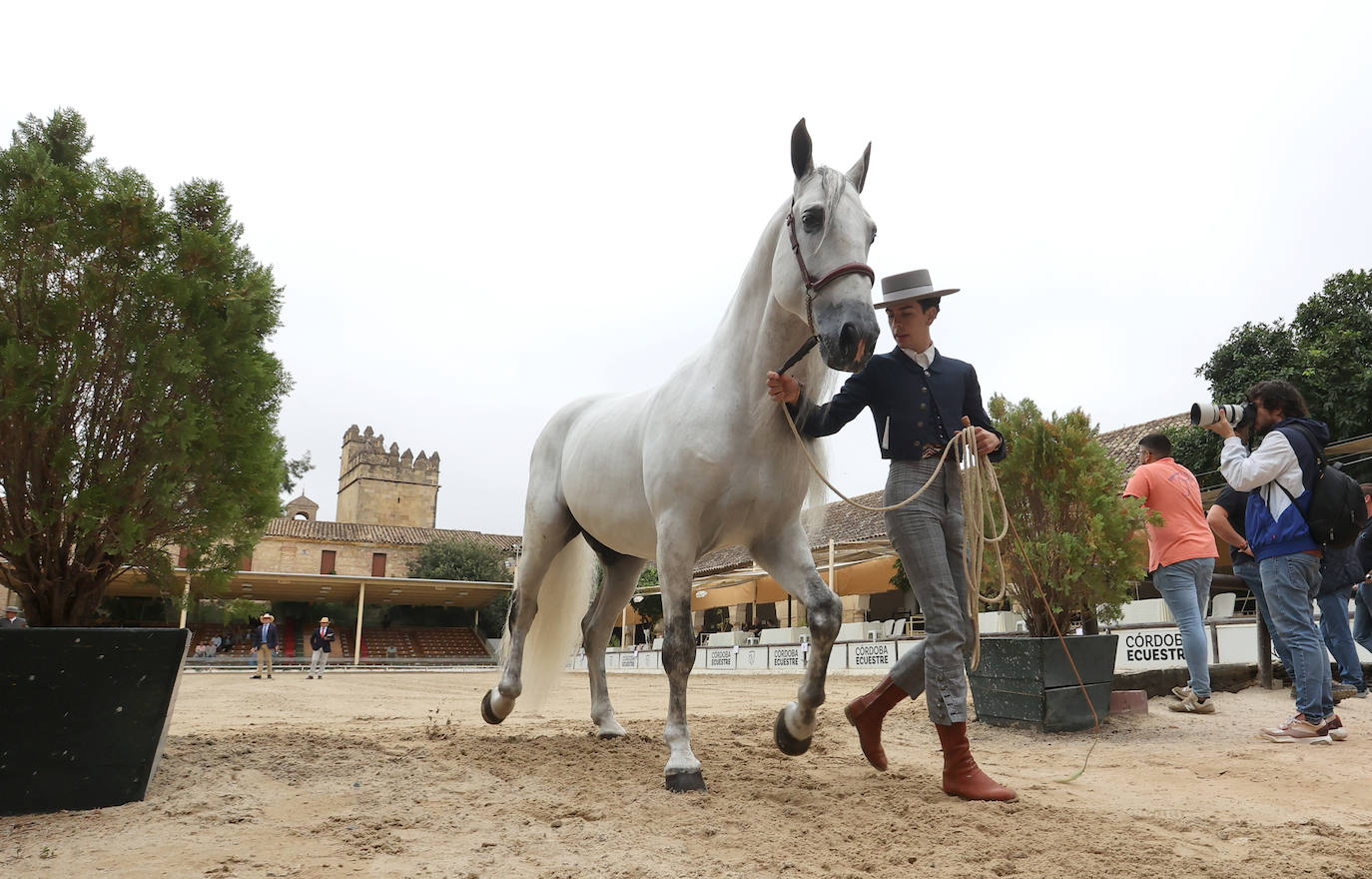 Fotos: El Concurso Morfológico de Cabalcor en Córdoba