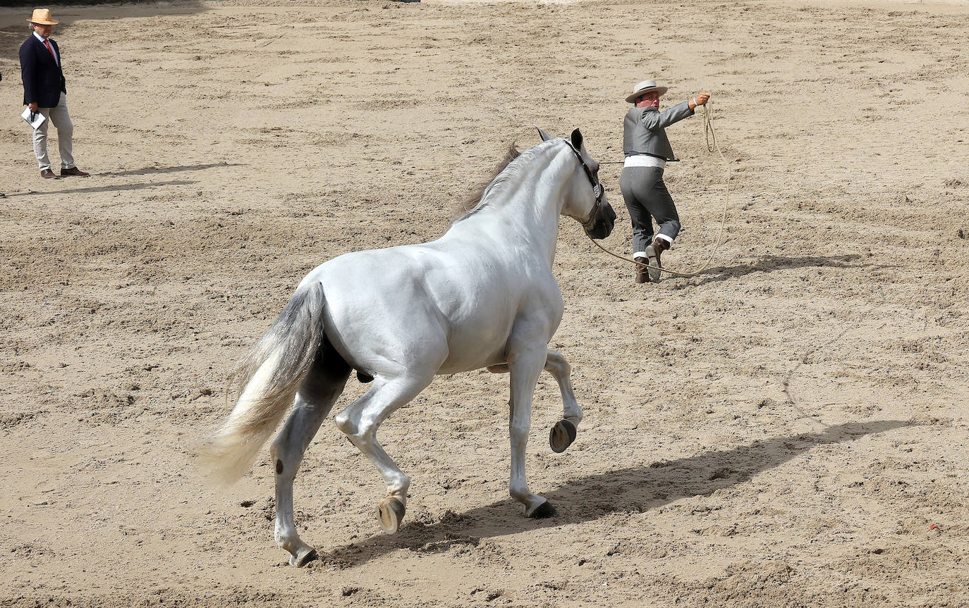 Fotos: El Concurso Morfológico de Cabalcor en Córdoba