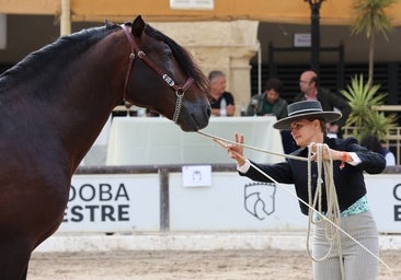 Fotos: El Concurso Morfológico de Cabalcor en Córdoba