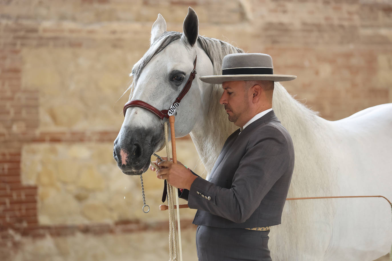 Fotos: El Concurso Morfológico de Cabalcor en Córdoba