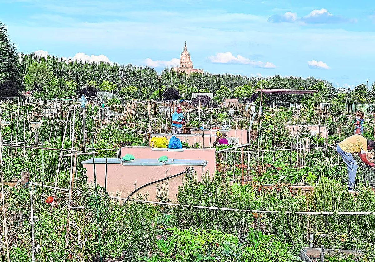 Vecinos de Salamanca trabajan en sus huertos urbanos
