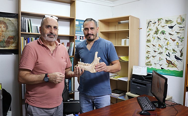 Imagen principal - Los investigadores José Antonio Riquelme Cantal y Juan Manuel Garrido Anguita (arriba, mostrando parte del hueso de la mandíbula de un dromedario) han pilotado una investigación que arroja luz sobre un pasaje de la historia de Córdoba. En concreto, la presencia de dromedarios procedentes del Norte de África o Asia en época romana y andalusí a raíz del estudio de once huesos hallados en varios puntos de la ciudad (a la izquierda y callejero a la derecha).