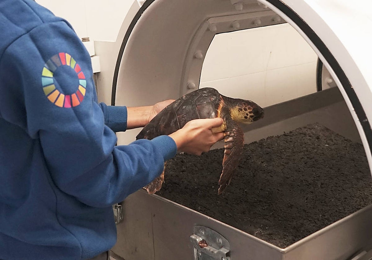 Imagen del equipo de veterinaria introduciendo a una tortuga con embolia gaseosa en la cámara hiperbárica