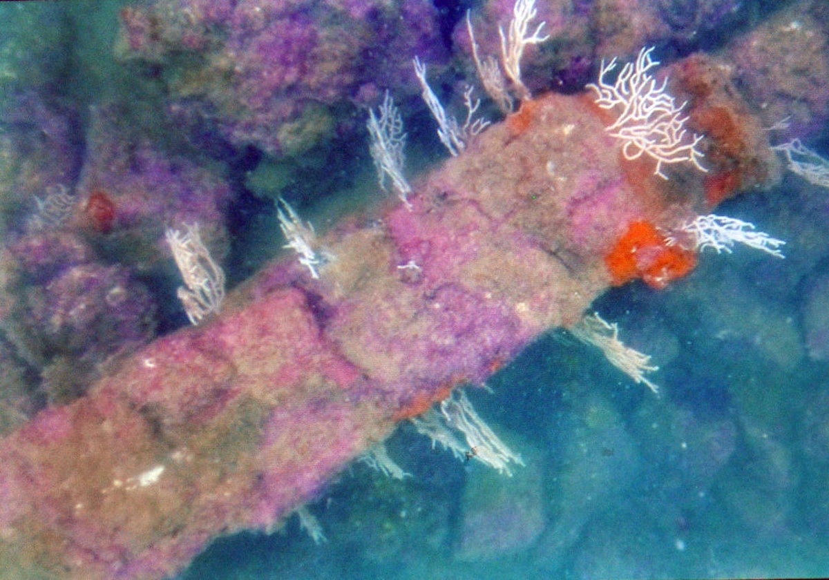 Los restos de la muralla hallados bajo las aguas del Golfo de Cádiz