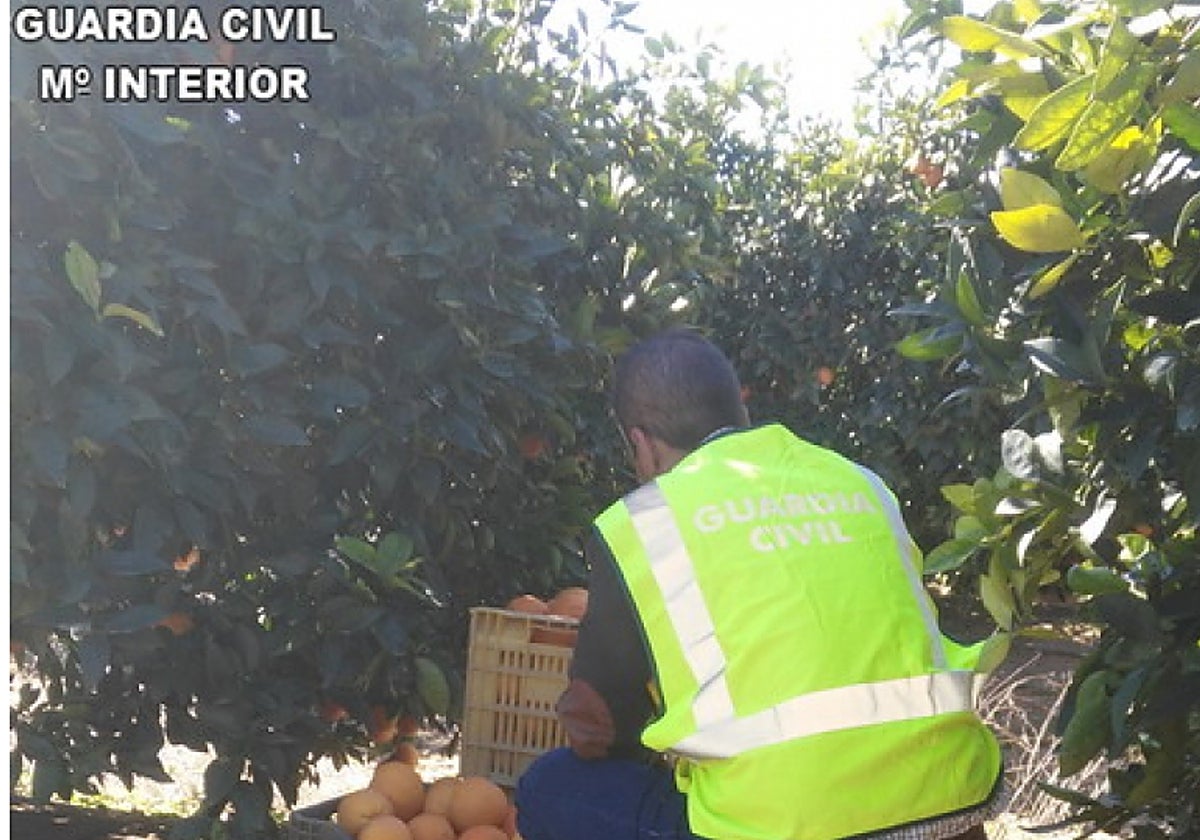 Operación contra los robos de naranjas
