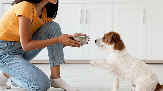 Imagen de una mujer poniéndole el cuenco de comida a su perro