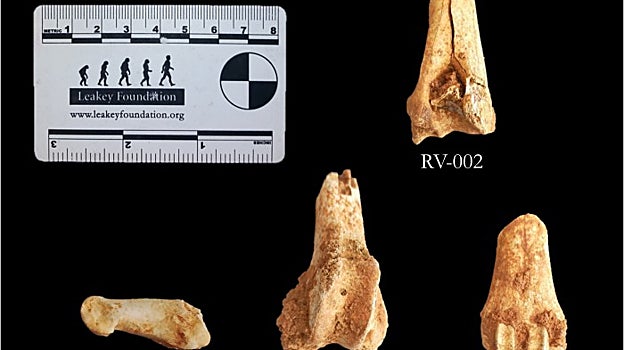 Asombroso hallazgo de más de mil fósiles del Pleistoceno en un yacimiento de Ciudad Real