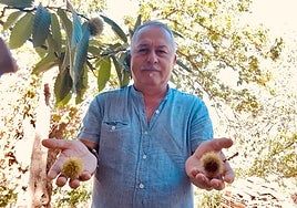 El bosque de cobre de Málaga se queda sin castañas: «La sequía nos ha masacrado»
