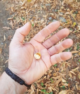 Imagen secundaria 2 - Algunos árboles están muriendo a consecuencia de la sequía y el tamaño del fruto apenas alcanza el tamaño de una canica