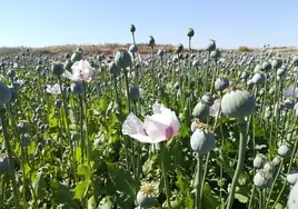 La adormidera, el cultivo «de moda» que lidera Castilla-La Mancha, esencial para la industria farmacéutica