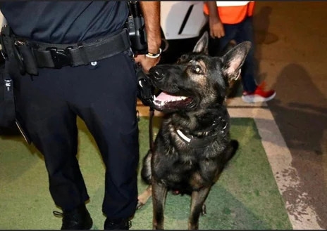 Imagen secundaria 1 - Diferentes fotografías de Iron, el perro policía de Náquera (Valencia)