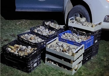 La Guardia Civil incauta 400 kilos boletus, en Soria