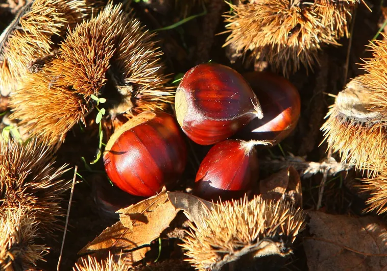 Castañas del Bierzo, León