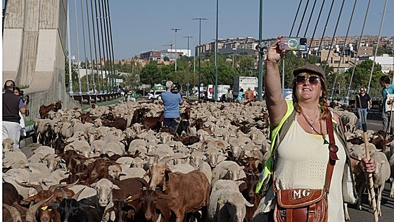 Valladolid, ciudad de paso para 2.000 ovejas
