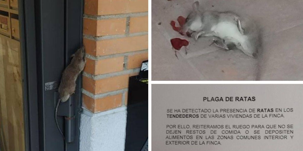 «Dormimos con todo cerrado por miedo a las ratas»