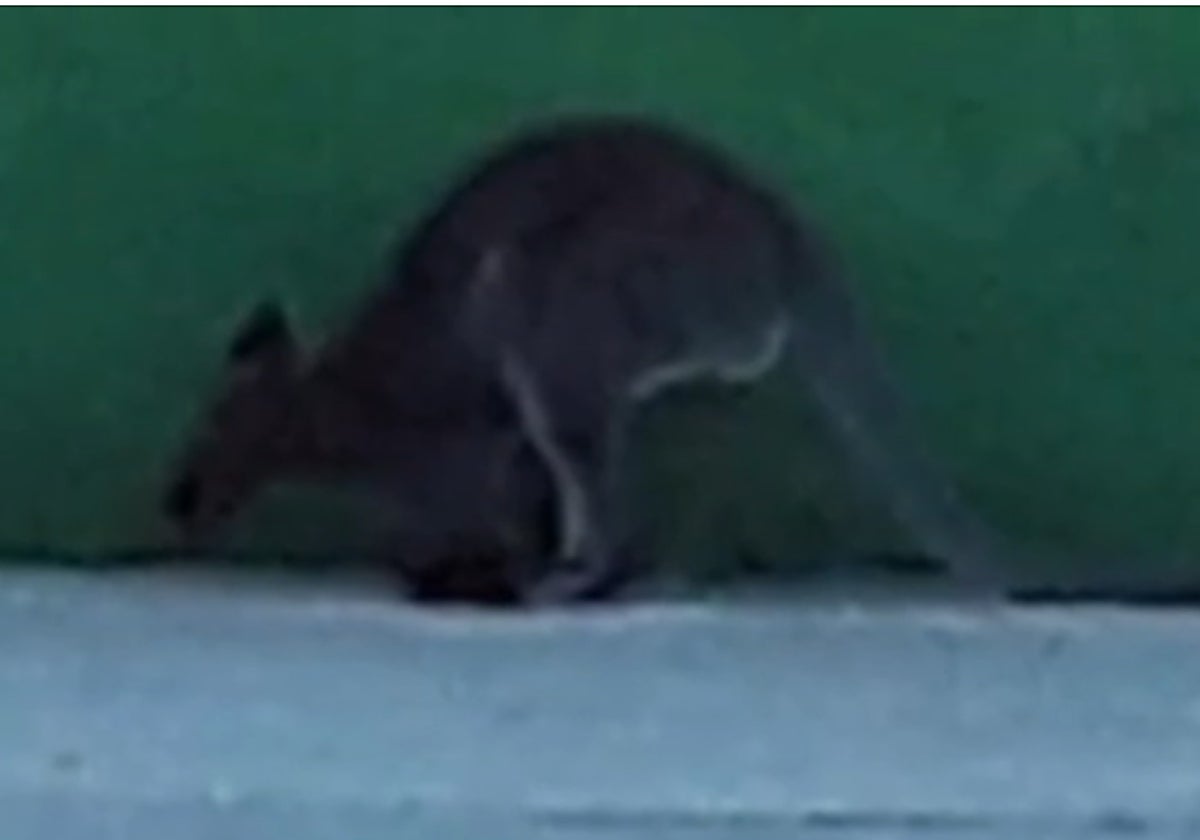 Momento en el que uno de los canguros deambula por las proximidades de la Universidad Camilo José Cela