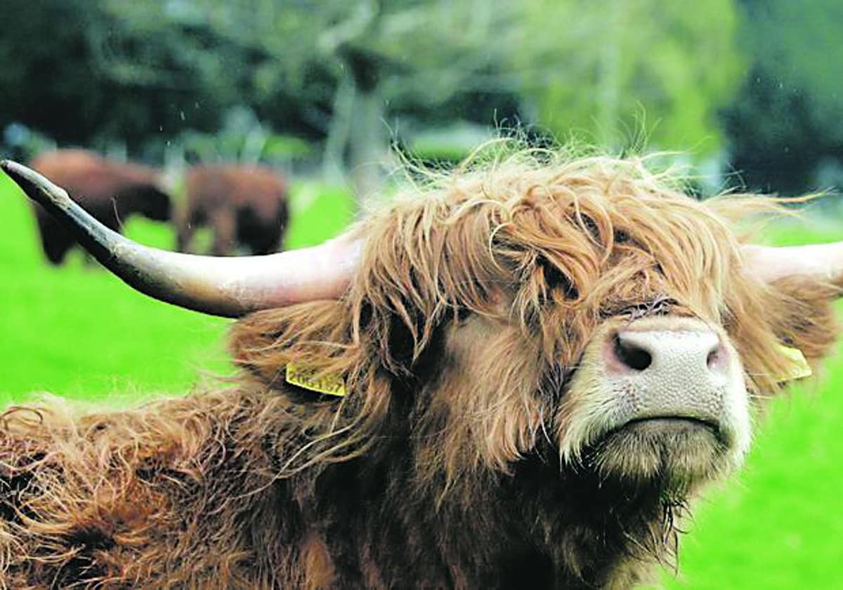 Los Animales Como Humanos. Retrato De Vaca En Chaleco Y Suéter
