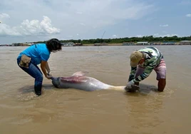 Veterinarios españoles se suman al operativo de rescate de los delfines de río en el Amazonas