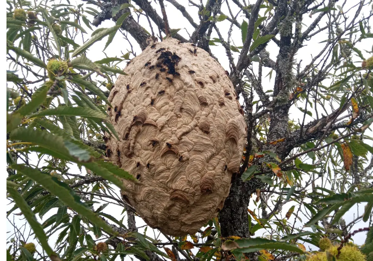 Retiran en Puebla de Sanabria (Zamora) un nido de avispa asiática de un  metro de altura y siete kilos de peso