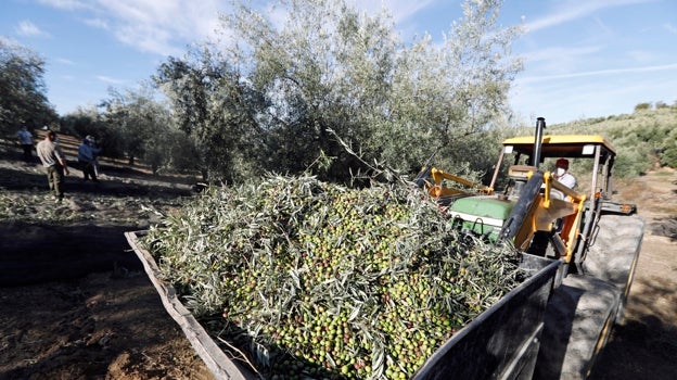 Un operario maneja una máquina cargada de aceitunas