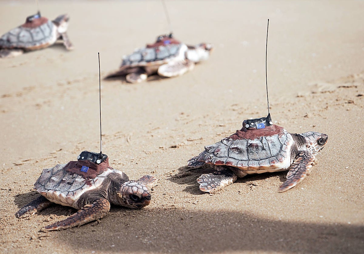 Imagen de las tortugas entrando al mar con sistemas de monitorización