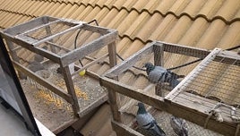 El Ayuntamiento de Puente Genil incentiva la caza de palomas como solución para erradicarlas